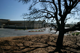 Native Oak Tree, Green Valley Marketplace, El Dorado Hills, CA